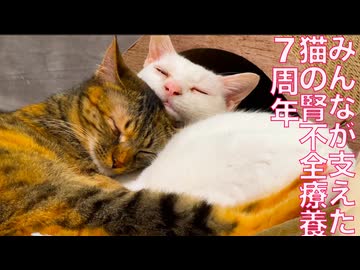 腎不全のウチューネコ、みんなが支えて療養7周年