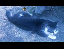猫と月着陸船【Apollo Lunar Module】