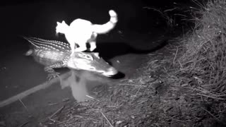 ホモと見るネコを運んであげるワニ