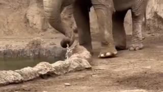 ホモと見るガゼルを救出するゾウ