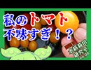 「私のトマト不味すぎ！？」逆張り水耕栽培研究室rep.08