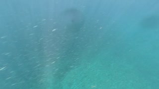 【種子島】水中映像海水浴場で鯵パラダイス