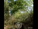 ホモと見る森の中の戦闘