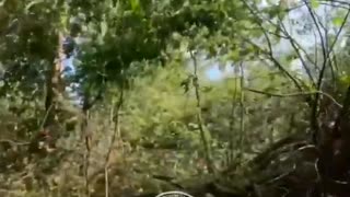ホモと見る森の中の戦闘