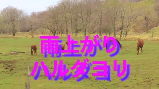 雨上がりハルダヨリ