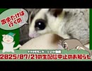 2025/07/21の朝散歩おやすみしたお詫びフクモモ・ショート動画です #フクロモモンガ #shorts