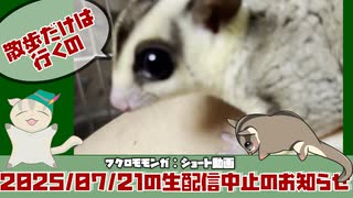 2025/07/21の朝散歩おやすみしたお詫びフクモモ・ショート動画です #フクロモモンガ #shorts