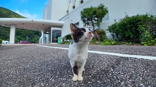 【猫ホテル到着】玄関で猫が神対応!? 癒しの歓迎に思わずニヤけた件www□□