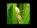 ”コメの天敵”イネカメムシ急増　温暖化で繁殖か　JAや県が防除呼びかけ　生産者「無事収穫できるか・・・」