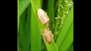 ”コメの天敵”イネカメムシ急増　温暖化で繁殖か　JAや県が防除呼びかけ　生産者「無事収穫できるか・・・」