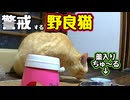 普段なんでも食うクセに…【野良猫】