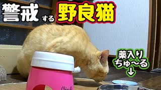 普段なんでも食うクセに…【野良猫】