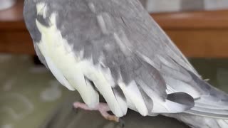 おやすみまったり
