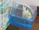 インコに水浴びさせる作戦②