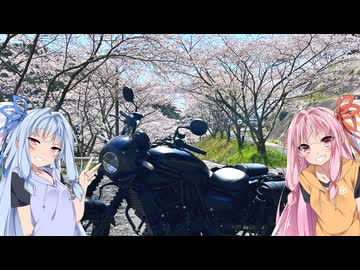 琴葉姉妹のぶっつけ佐賀/武雄花見旅行　withエリミネーター400SE【佐賀/武雄】