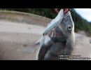 夏のチヌトップ（ウェットウェーディング）