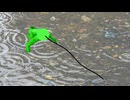 ハリガネムシに寄生されたカマキリ