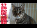 次男坊猫、出遅れ子猫に生涯最期の授業を行う