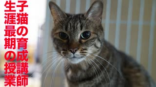 次男坊猫、出遅れ子猫に生涯最期の授業を行う