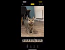 neko michael jackson