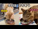 【祝】１万人　皆様に感謝です【野良猫】