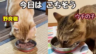 【祝】１万人　皆様に感謝です【野良猫】