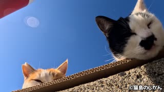 仲良く日向ぼっこ