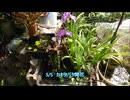 【ビオトープ】我が家の水槽類まとめ2025.7【水草水槽】