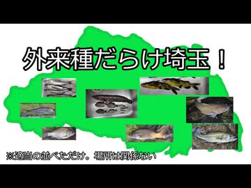 サンフィッシュ科の捌き方とフナとモロコの佃煮？甘露煮？(試しに作った釣り動画)