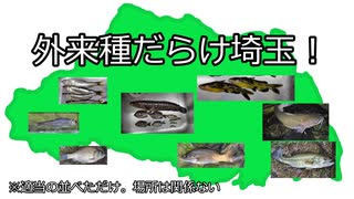 サンフィッシュ科の捌き方とフナとモロコの佃煮？甘露煮？(試しに作った釣り動画)