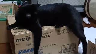 段ボールの上のこま