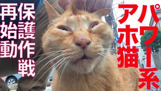 事件再来⁉︎からあげ珍獣の保護に再度挑む