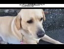 【愛犬】エリザベスとお散歩【ラブラドールレトリバー】