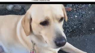 【愛犬】エリザベスとお散歩【ラブラドールレトリバー】