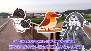 【もち子さんと行く】無職の野鳥さんぽ【初投稿】