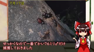 採集！2025年7月