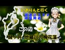 湖道のススメ～醒ヶ井 地蔵川の梅花藻～湖国周遊026
