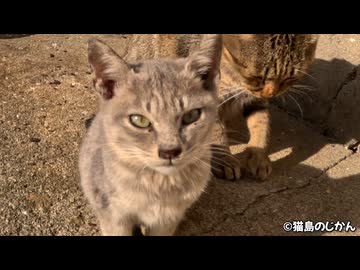 他の猫達から見守られながら成長する子猫