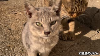 他の猫達から見守られながら成長する子猫