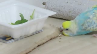 今日もかじるぜぇ～byインコ キンカチョウも映る