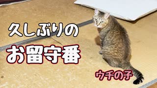 長時間でしたが…【野良猫】