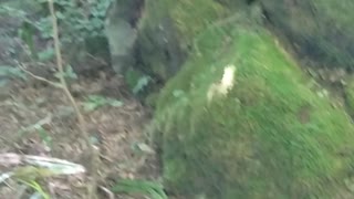 天空の城ラピュタにありそうな苔が生えた階段