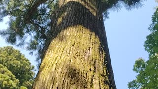 神奈川県・箱根神社の御神木