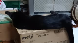 段ボールの上にいるこま