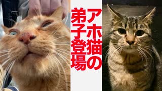 パワーからあげアホ猫、子猫がまさかの弟子入り