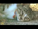 ひんやりした地べたで寝てた猫 #NHKお天気キャラクター冬将軍