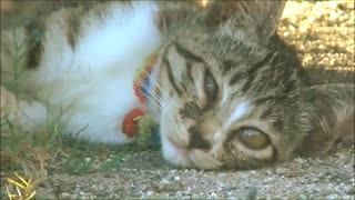 ひんやりした地べたで寝てた猫 #NHKお天気キャラクター冬将軍