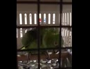 ホモと見る子供の泣き声を完コピするインコ