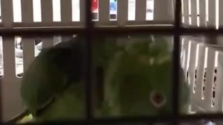 ホモと見る子供の泣き声を完コピするインコ