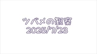 つばめの観察2025No029
